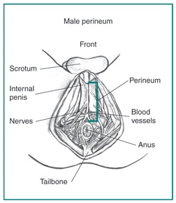 Space Between Balls And Anus 69