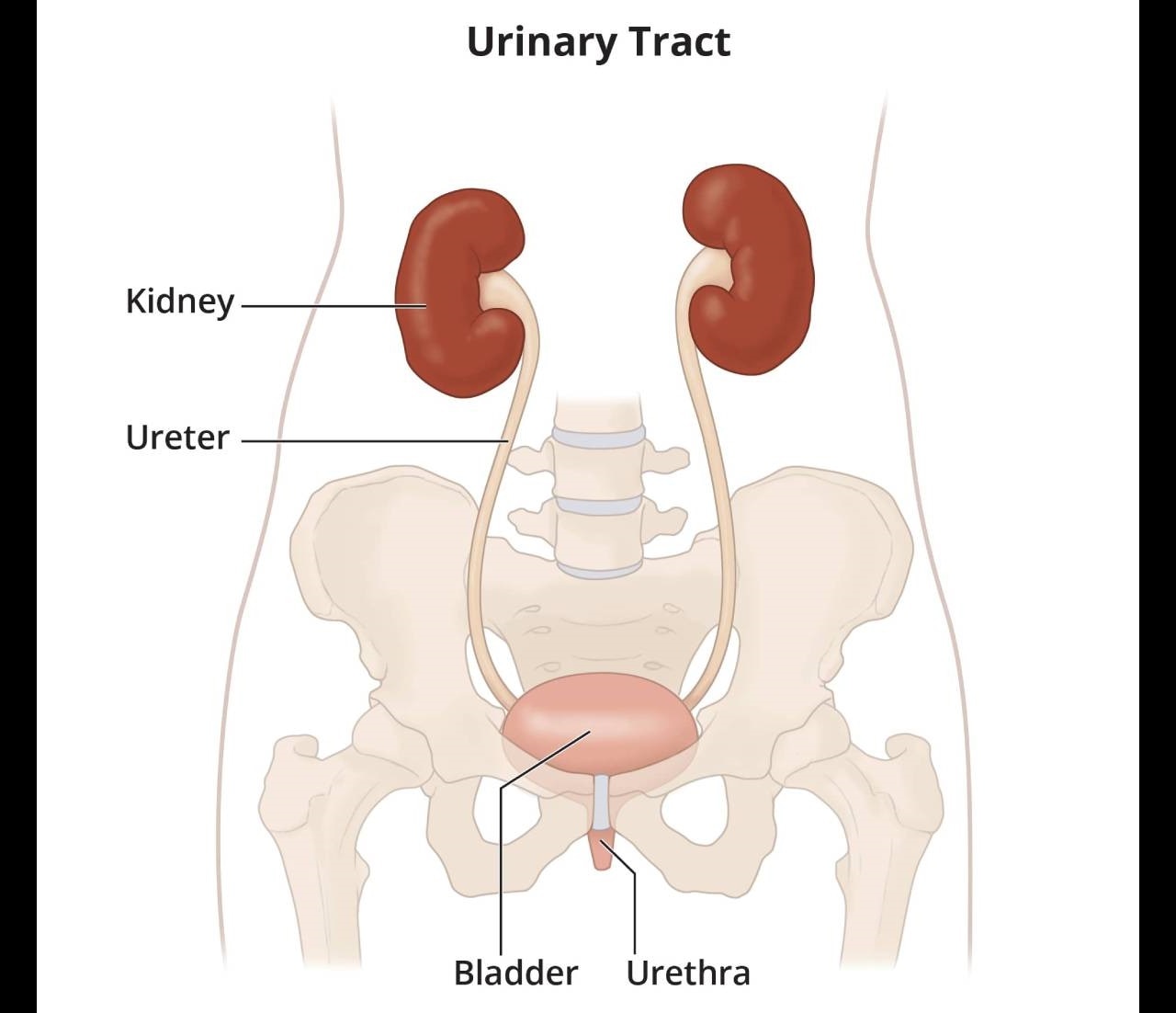 The Urinary Tract & How It Works - NIDDK