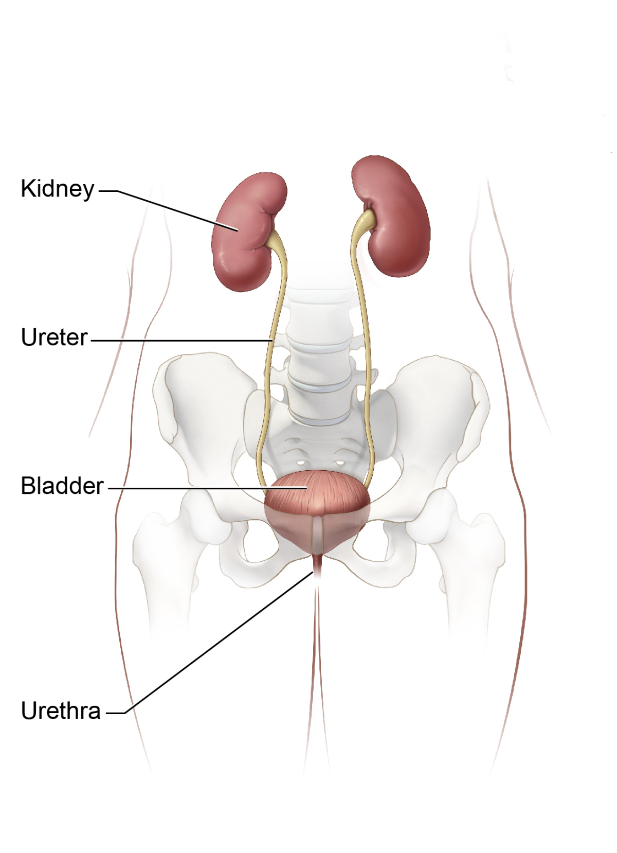 Drawing of the urinary tract in the outline of a male body. Labels point to the kidneys, bladder, ureters, and urethra.