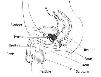 Boční pohled na mužské genitálie a konečník