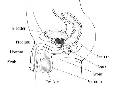 Vista lateral de los genitales masculinos y el ano