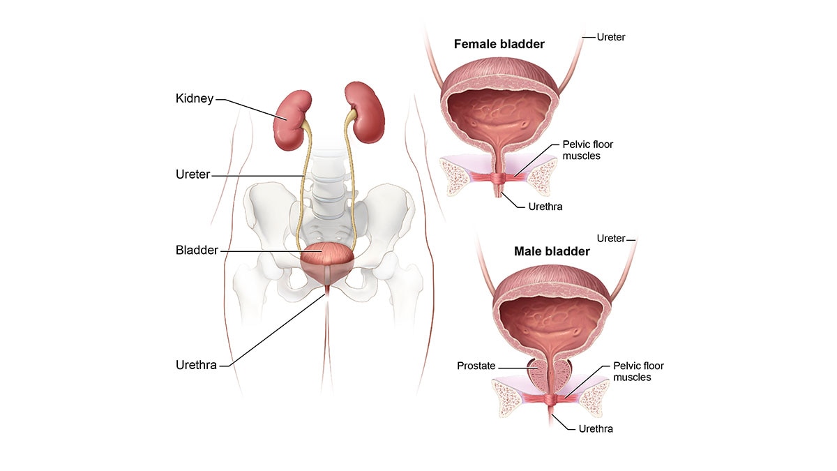 Definition & Facts of Interstitial Cystitis | NIDDK