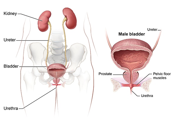Symptoms Causes Of Bladder Control Problems Urinary