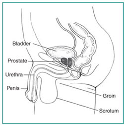 Drawing of the side view of the male lower urinary tract, with labels pointing to the bladder, groin, penis, prostate, scrotum, and urethra.