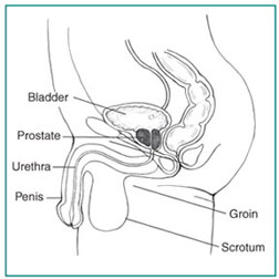 prostate hyperplasia 40)