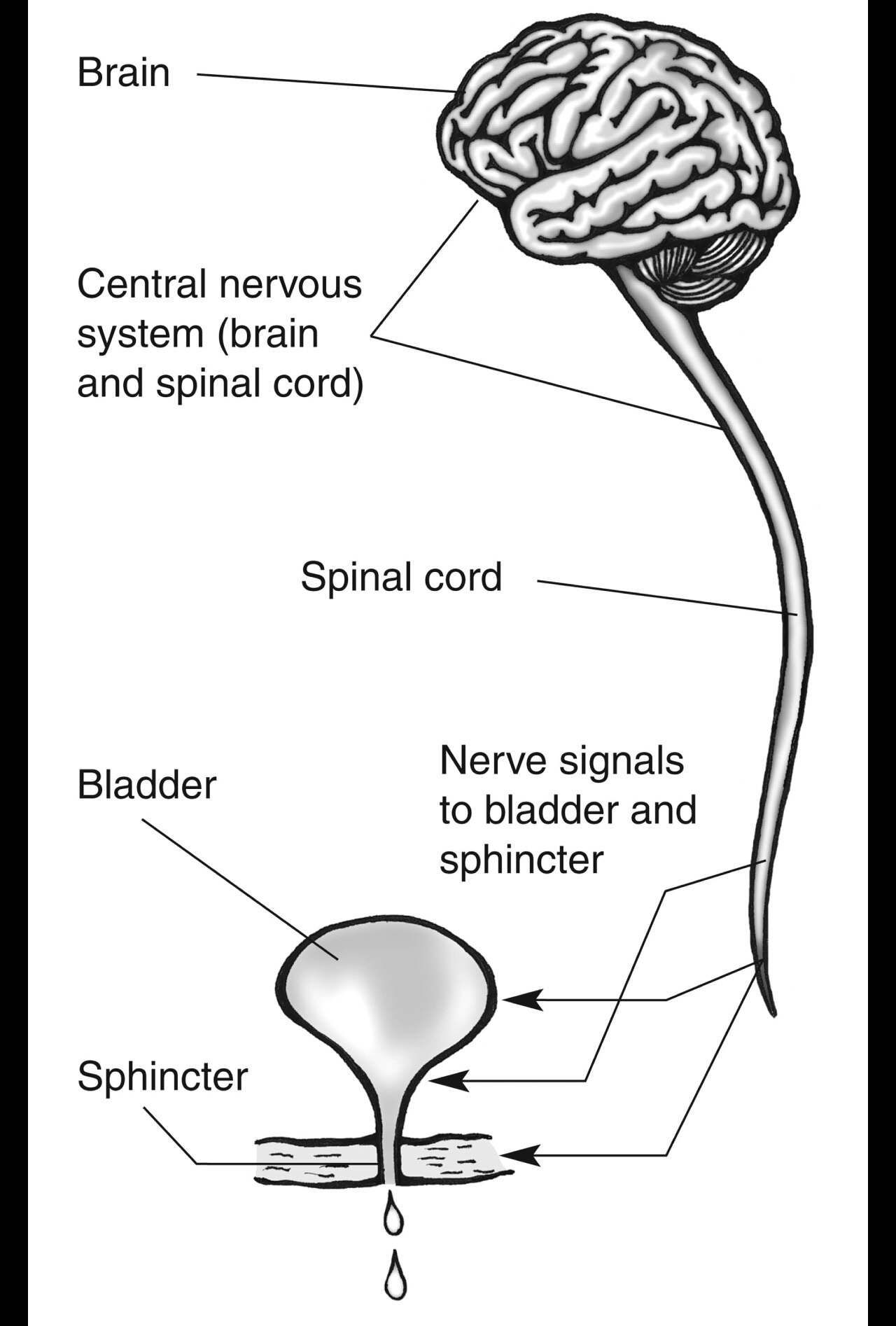 The central nervous system, which includes the brain and spinal cord, showing nerve signals travelling from the brain, through the spinal cord, to the bladder, urethra, and sphincter muscles.
