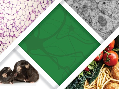 Neural Plasticity Workshop web rotator