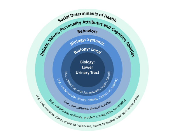 Depicting the various factors that affect urinary incontinence: Social Determinants of Health (e.g., socioeconomic status)