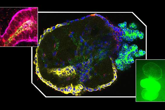 Tissue chips image.