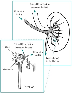 Illustration of the kidney with close-up of a nephron.