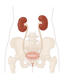Illustration of the urinary tract, including the kidneys, ureters, bladder, and urethra