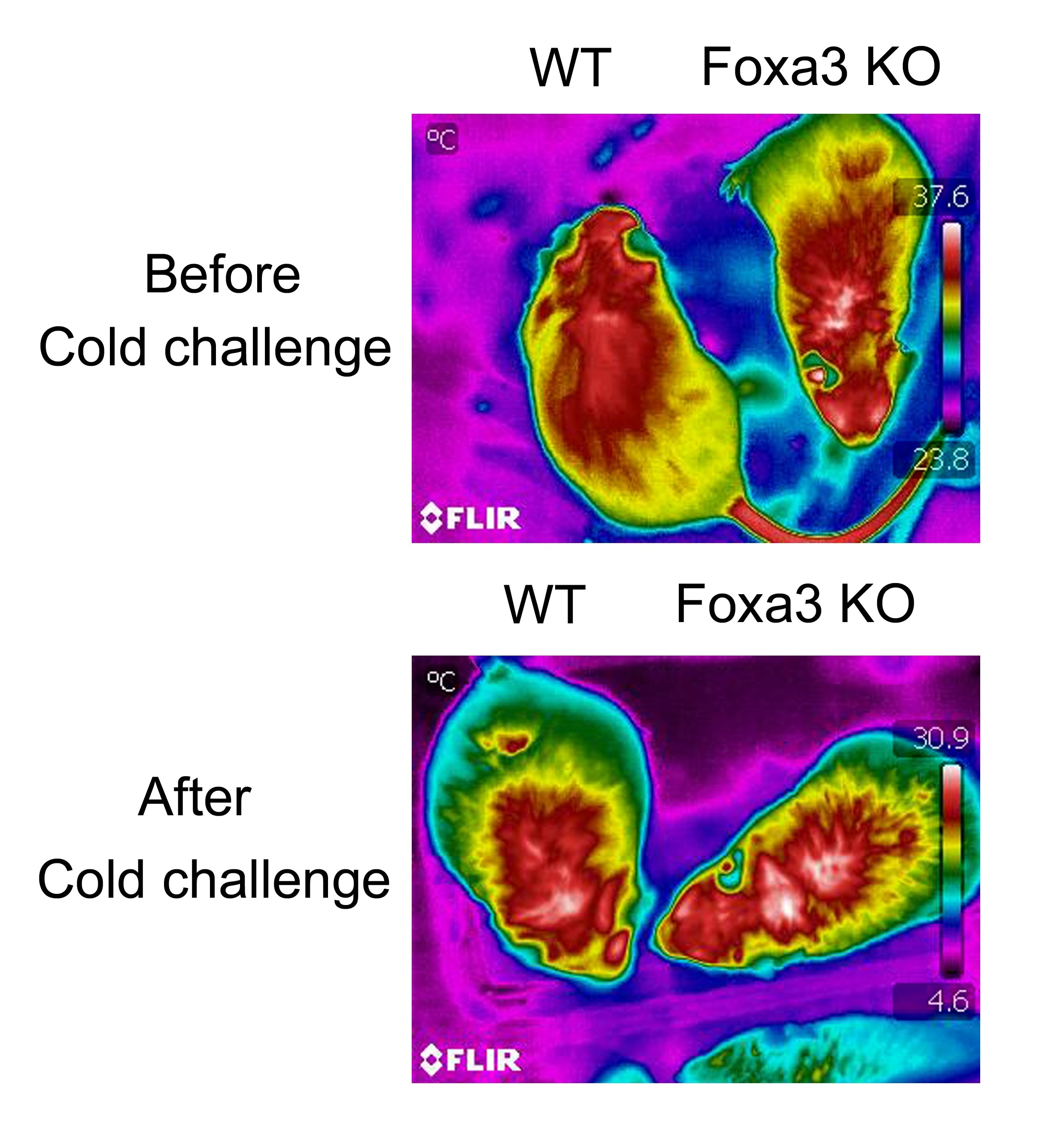 infrared images from before the cold challenge and after the cold challenge