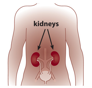 An illustration of an African-American human body with arrows pointing to two kidneys located near the center of the back