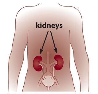 An illustration of an African-American human body with arrows pointing to two kidneys located near the center of the back