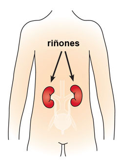 Ilustración que muestra que los riñones están situados en la parte baja de la espalda.