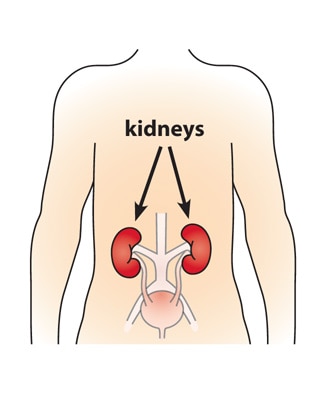 An illustration of the human body with arrows pointing to two kidneys located near the center of the back