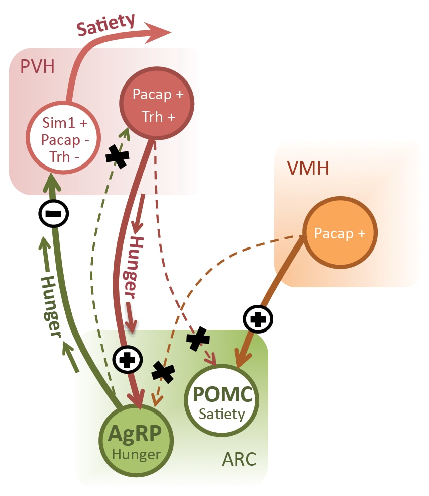 Photo of excitatory afferent control of AgRP neurons