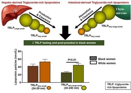 A diagram of the Triglyceride Paradox in Black Versus White Women