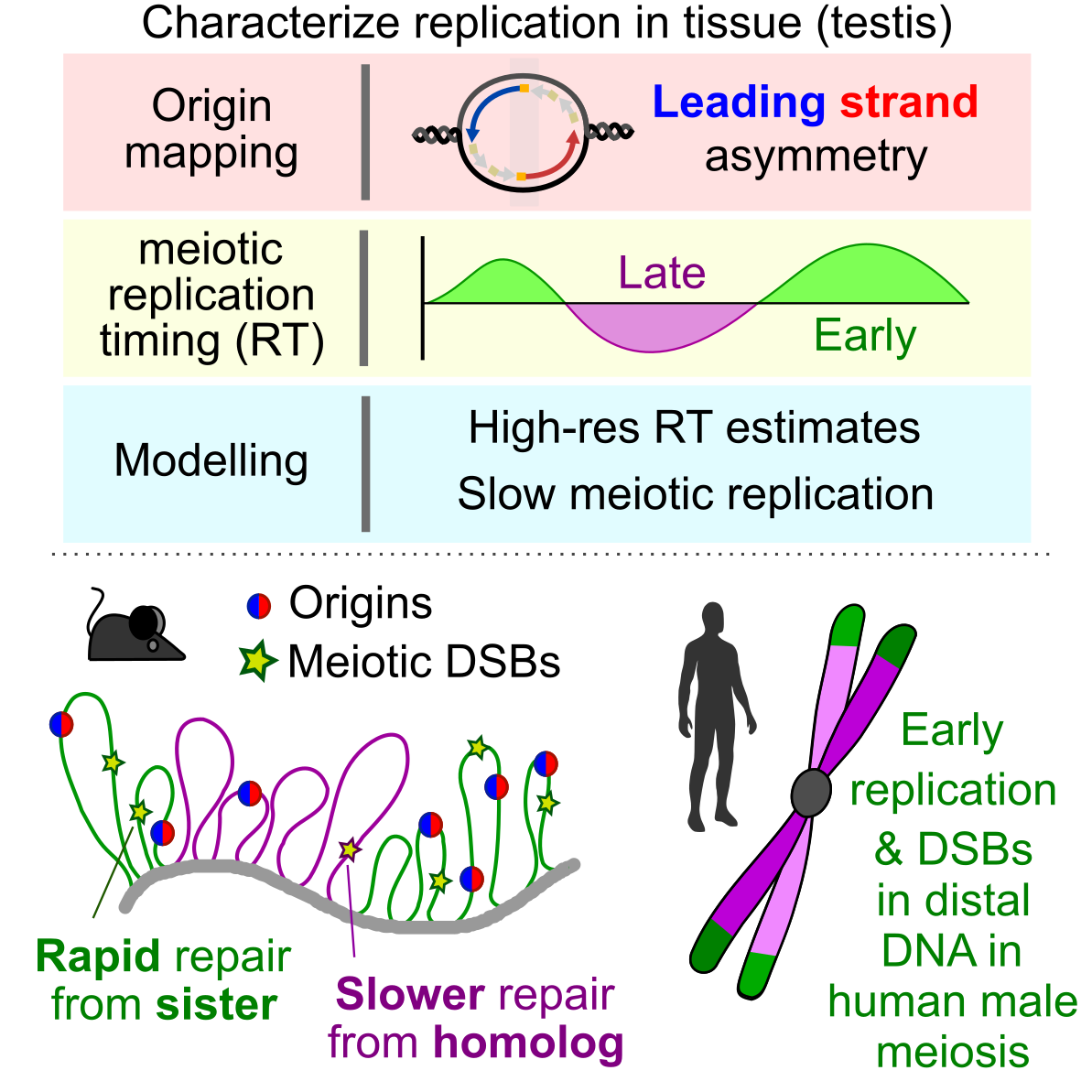 A graphical abstract from our recent Cell paper. In that work, we characterized DNA replication in mouse testis and demonstrated that in mice and humans, genetic recombination is enriched at the sites in the genome that replicate first.