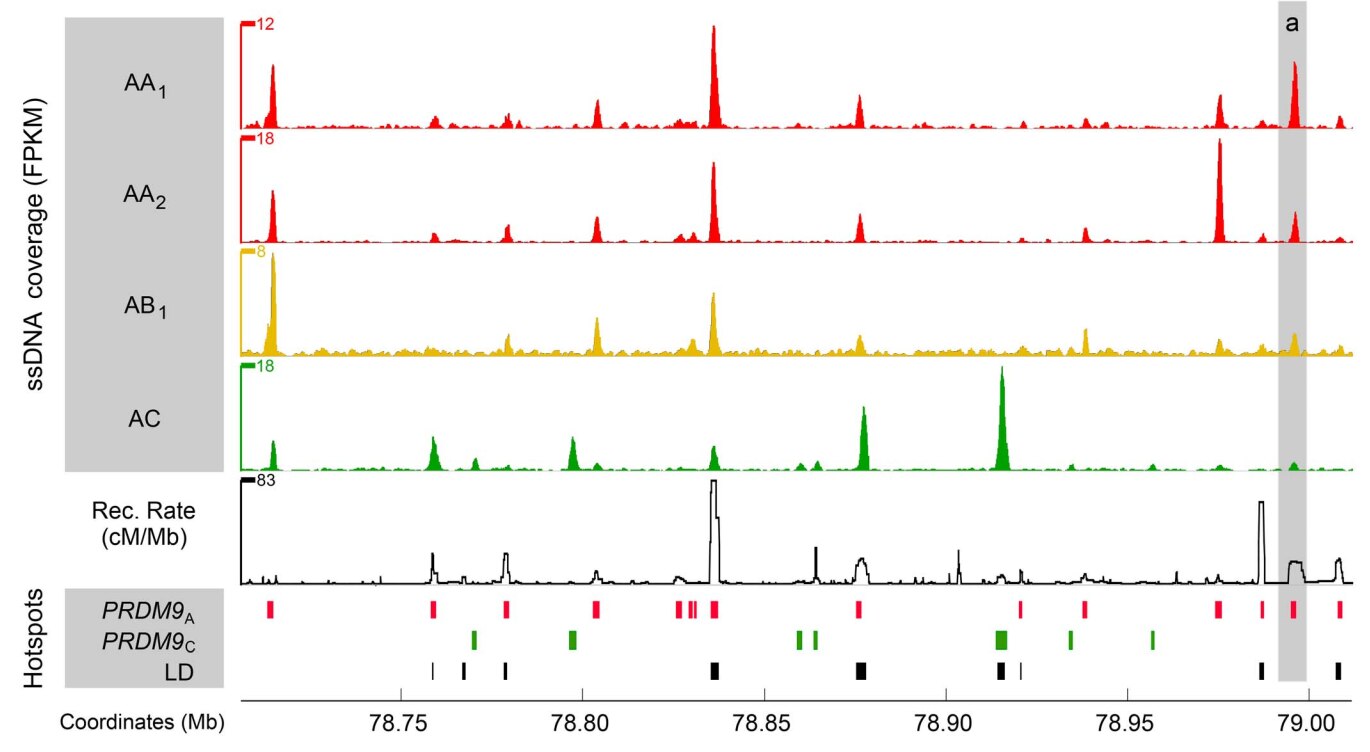 Genome browser tracks of data from experiments to map meiotic DSBs in human males.
