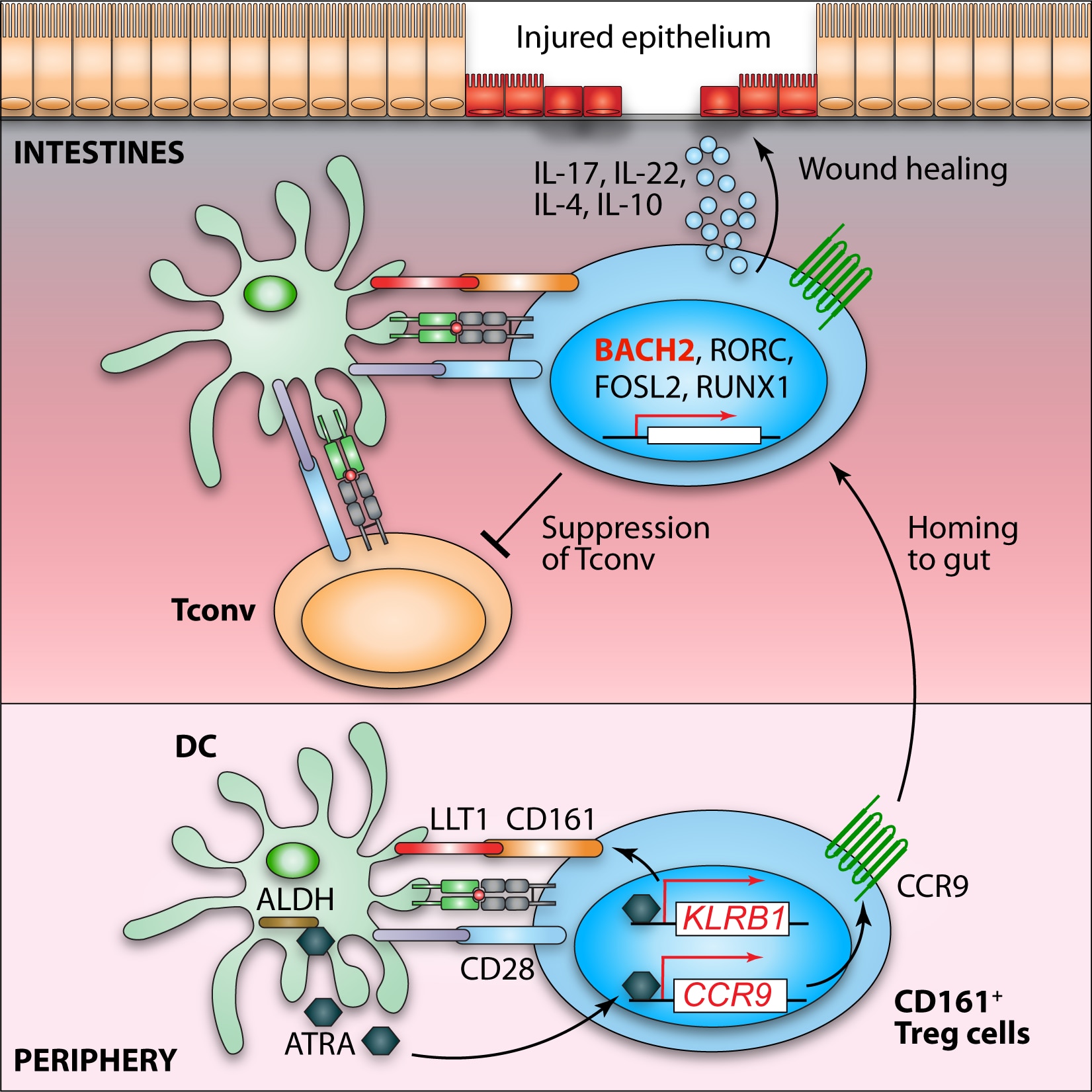 human retinoic acid-regulated CD161+ Figure