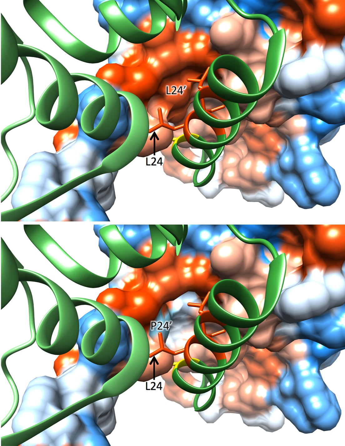 Structural modeling of BACH2L24P mutant protein in predicted heterodimeric form with wild-type BACH2 protein