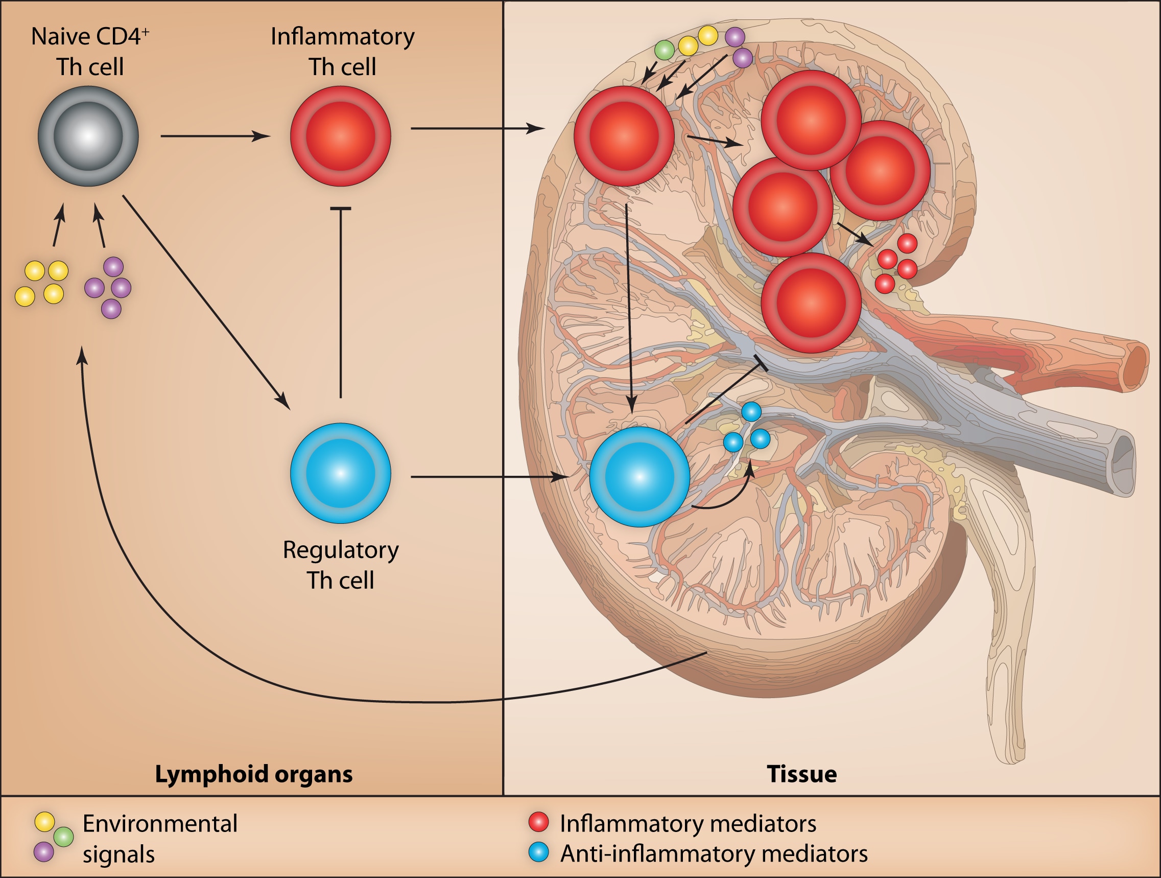 T cell fate decisions in lymphoid organs and tissues Diagram.