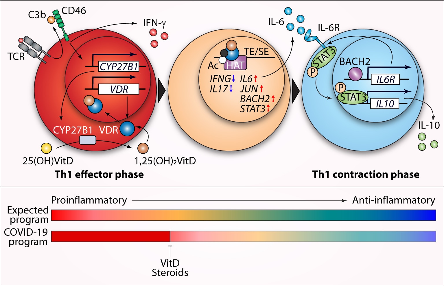 Autocrine vitamin D signaling diagram.