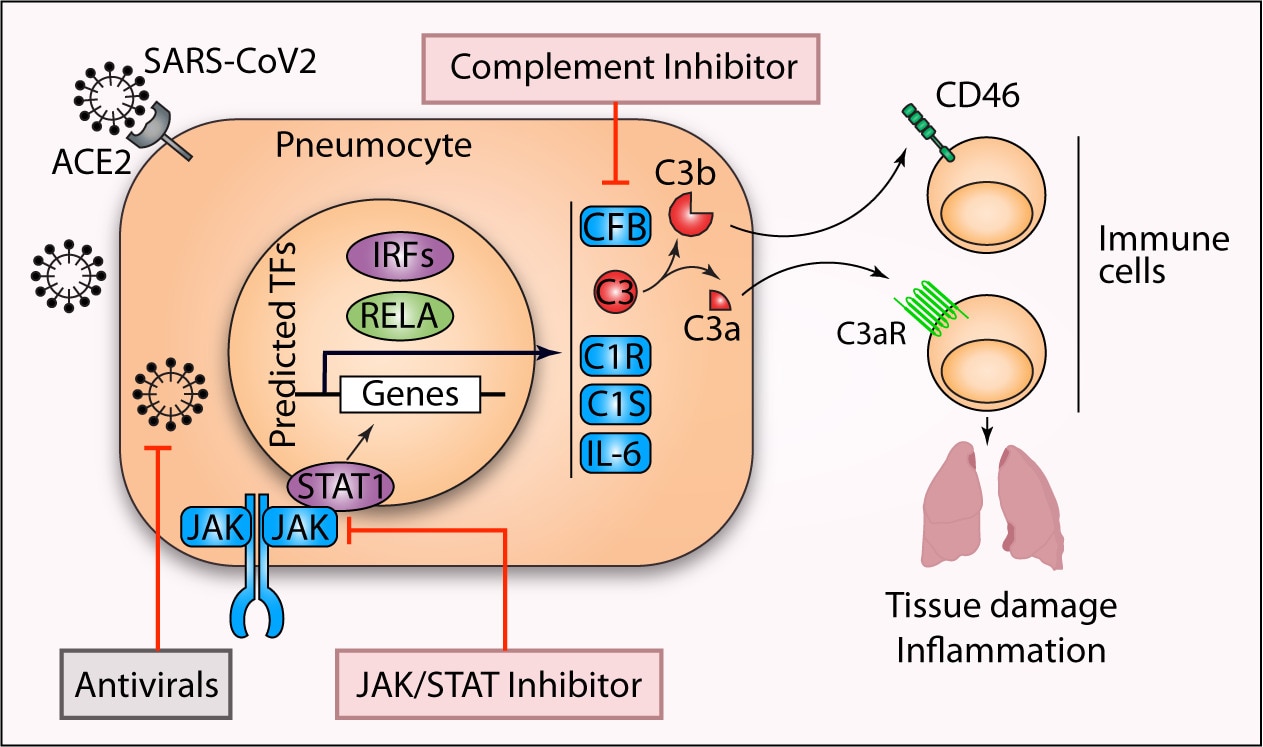 SARS-CoV2 drives JAK1/2-dependent local chart.