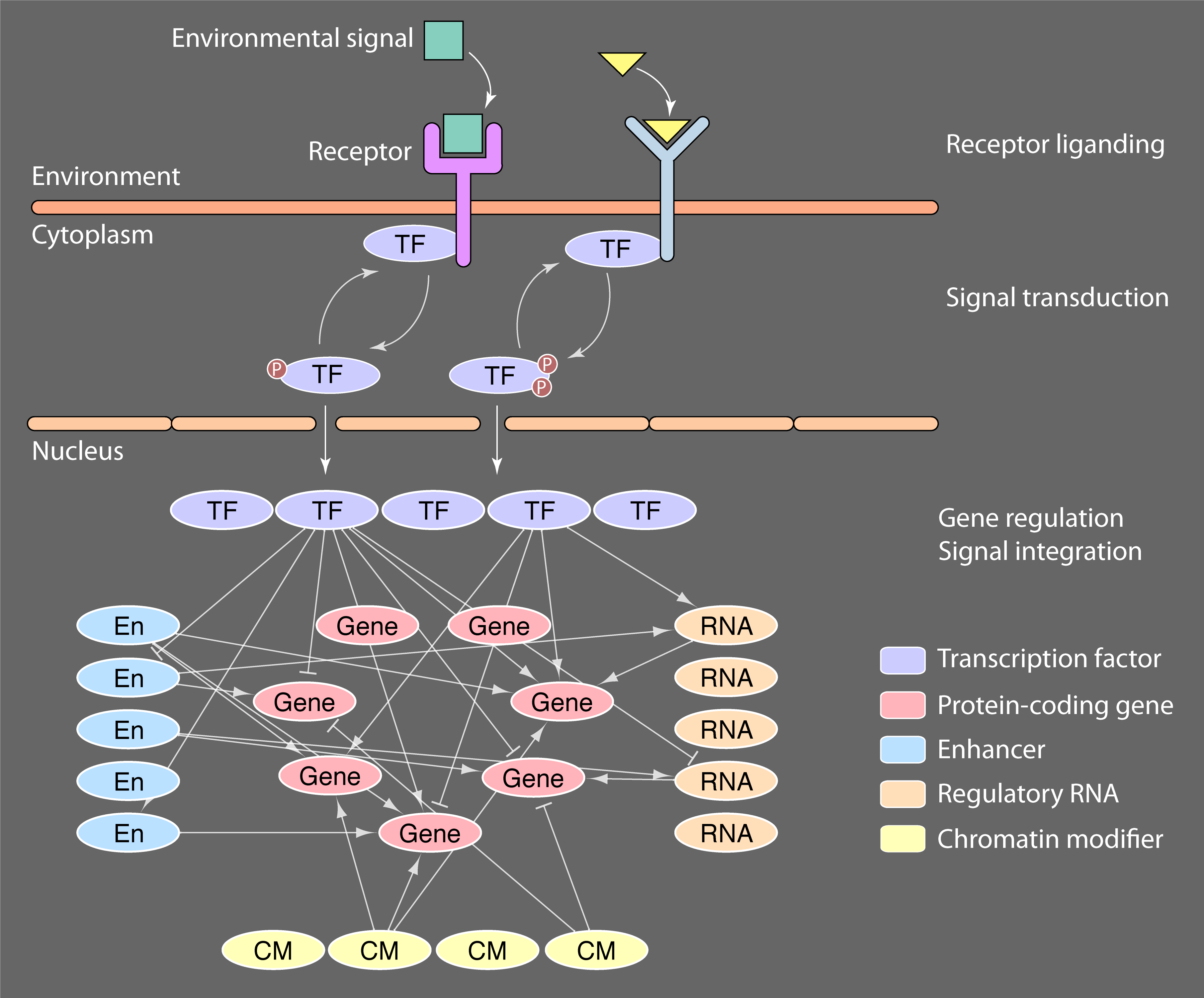 Integration of environmental signals to drive cell fate diagram.