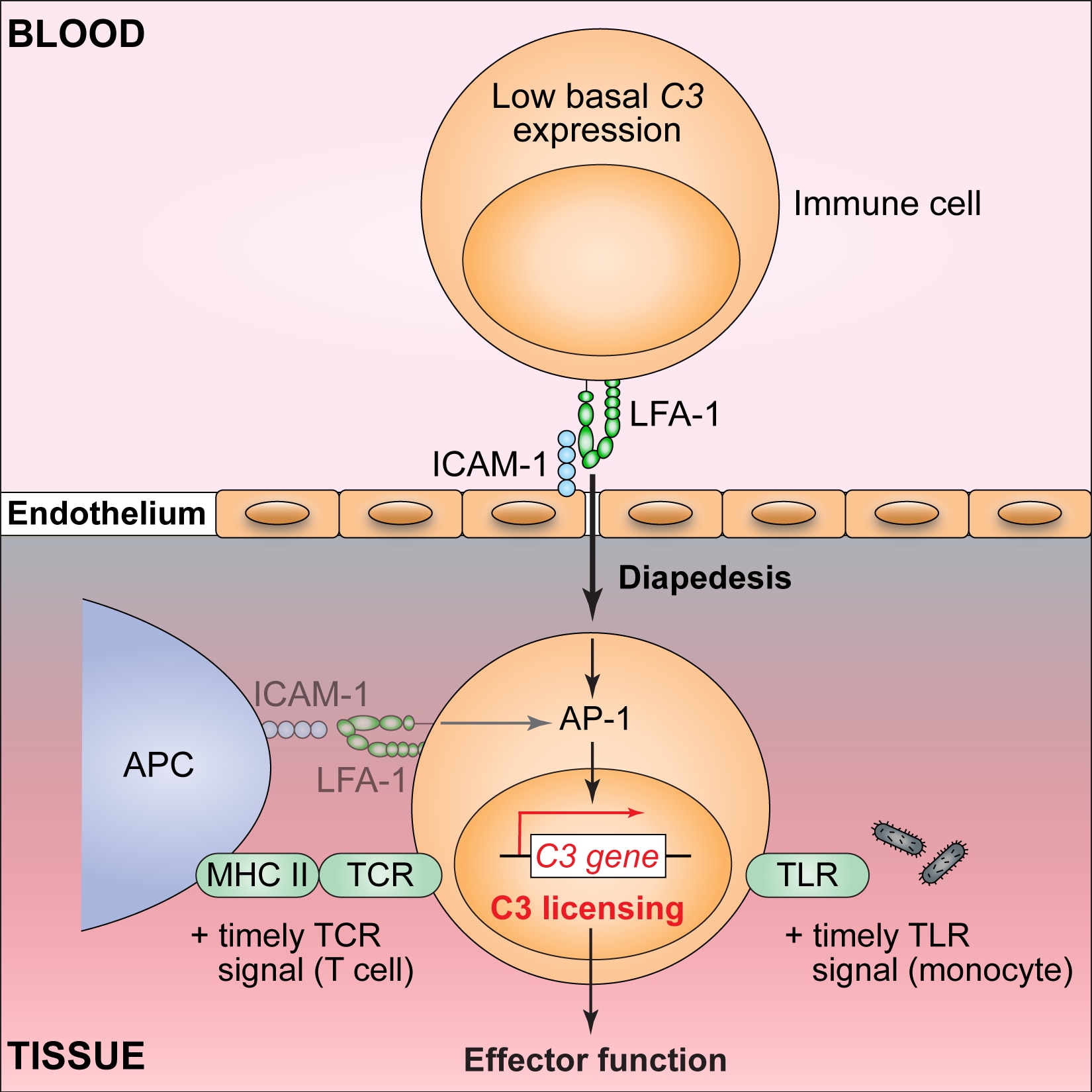 Diapedesis-induced integrin signaling via LFA-1.