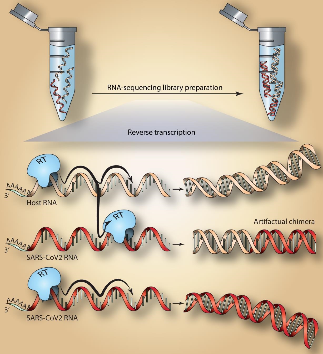 Host-virus chimeric events in SARS-CoV2 infected cells.