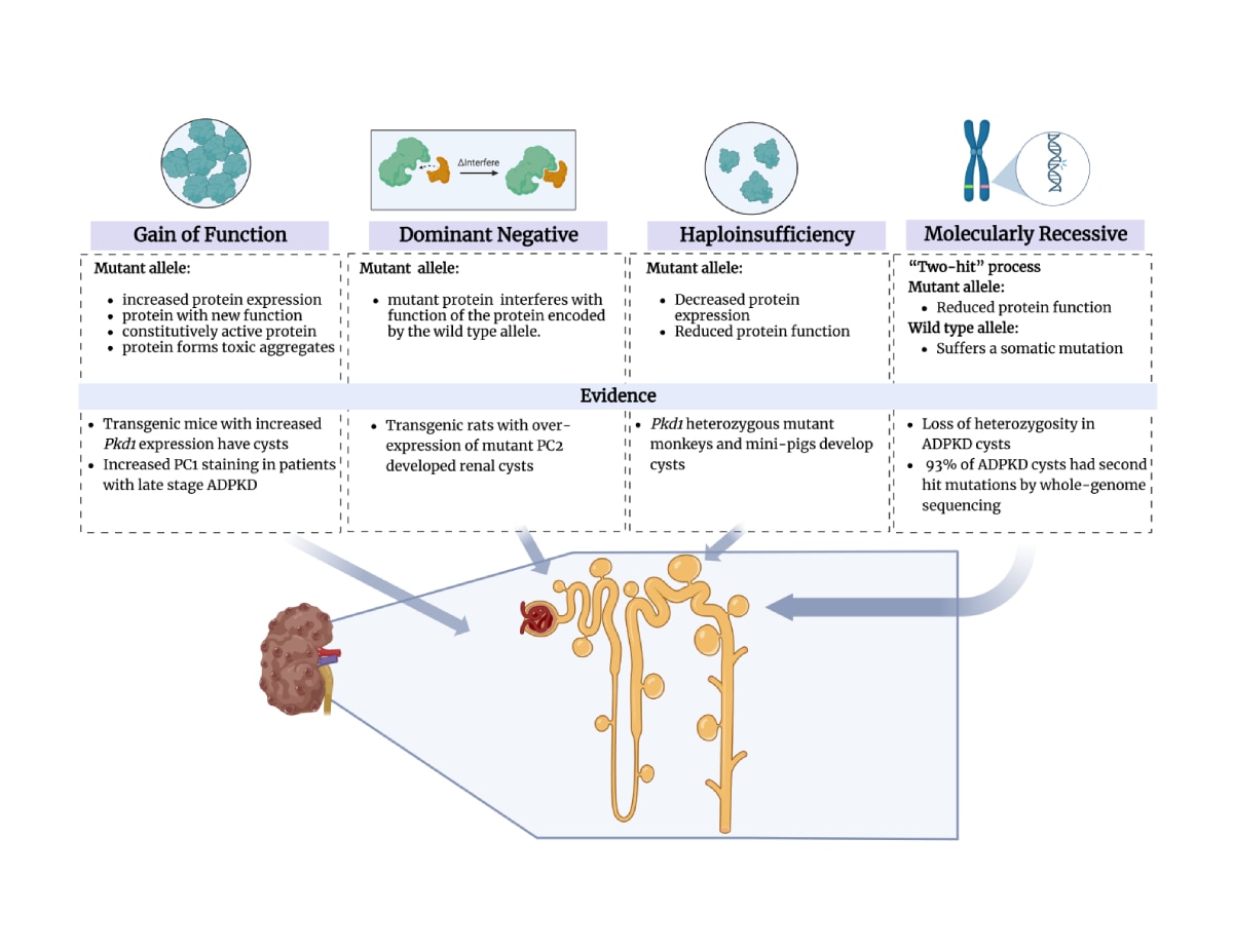 The mechanisms which contribute to cystogenesis in ADPKD.