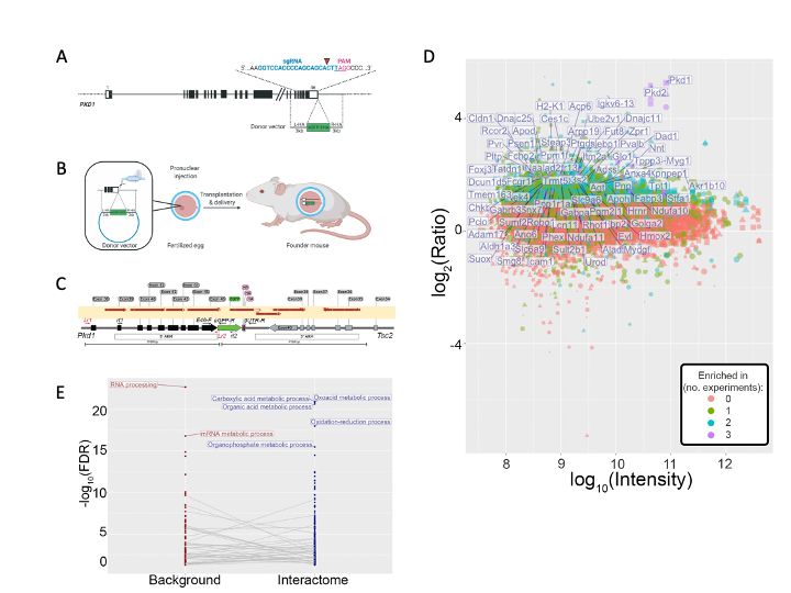 Pkd1 knock-in mouse generation and PC1 in vivo interactome
