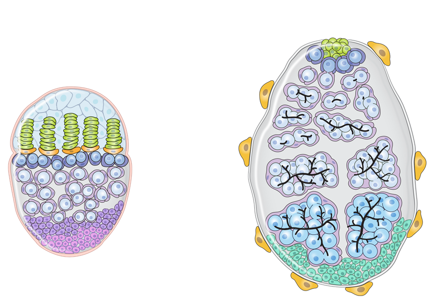 Illustrations of third instar larval gonads; on the left is an ovary and on the right is a testis.