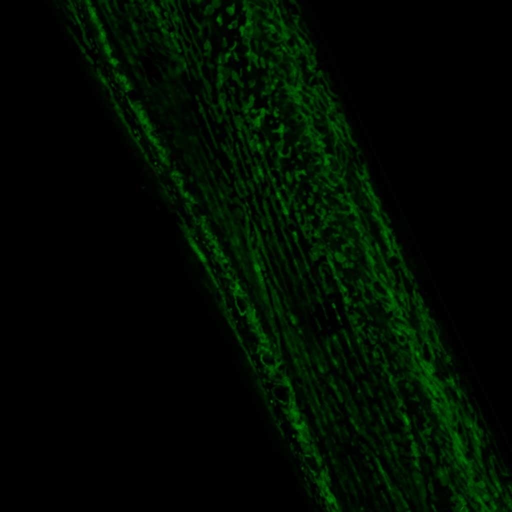 COX-4::GFP fusion protein labels mitochondria in C. elegans