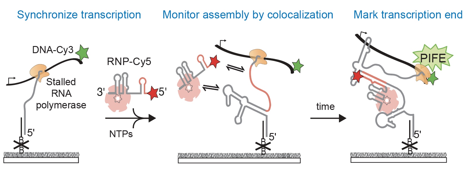 A cartoon of an example single-molecule fluorescence experiment to study RNA and protein assembly on a nascent RNA. The cartoon shows three panels with cartoons of a single-molecule slide with an immobilized molecule of a transcription elongation complexes transcribing a nascent RNA and interacting with a freely diffusing ribonucleoprotein.