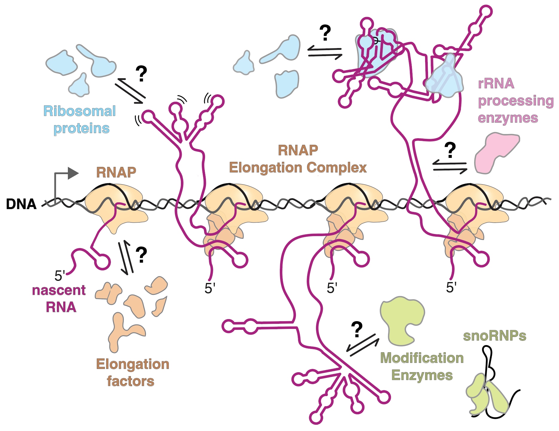 An illustration depiction of the generalized molecular process of assembling an RNA-protein complex, called a ribonucleoprotein, during RNA transcription. The cartoon shows a DNA that is being actively transcribed by four RNA polymerases at different stages in transcription and ribonucleoprotein assembly.