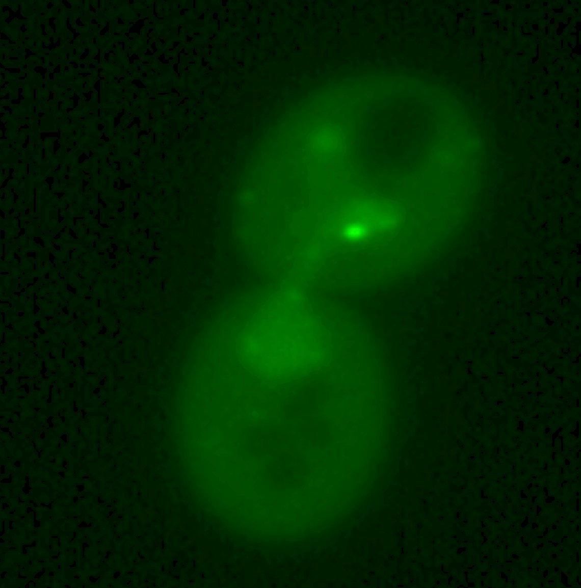 Imaging translation in a live dividing yeast cell.