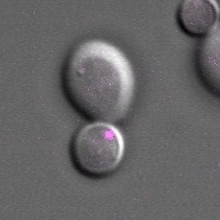 Imaging mRNA in dividing live yeast cells.