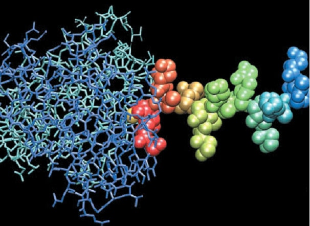 Model of the monoclonal anti Vibrio cholerae O1, serotype Ogawa antibody–O-SP complex