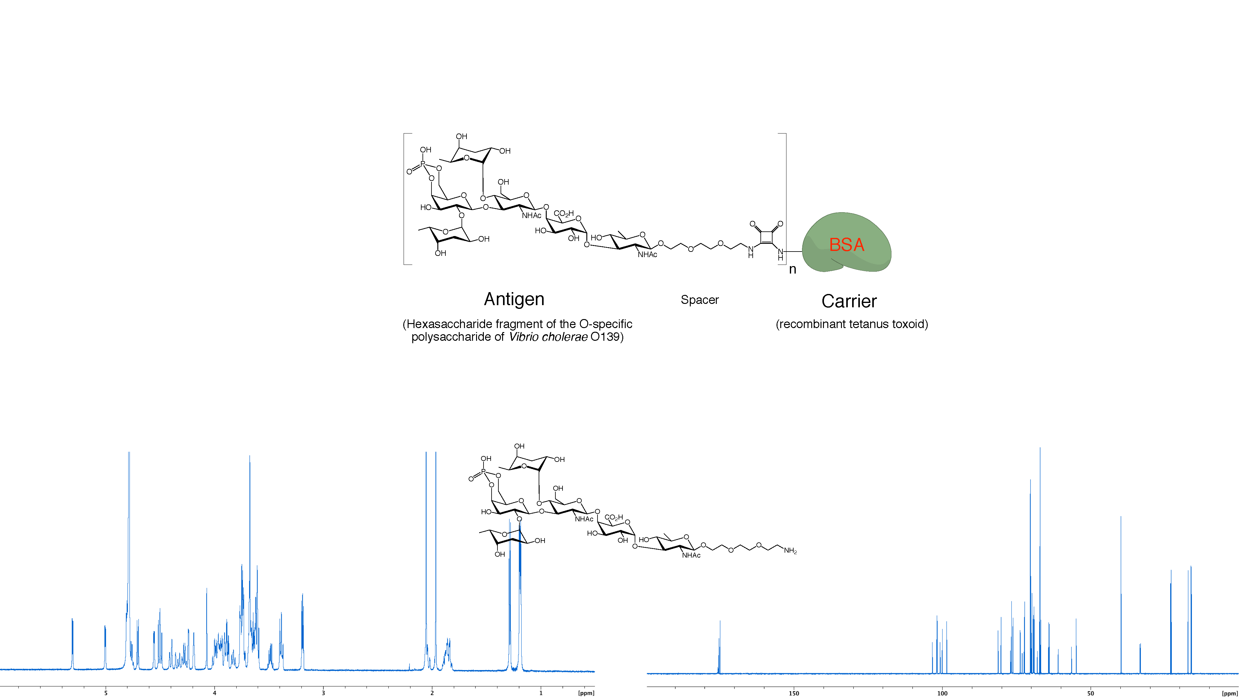 Hexasaccharide, V.c. O139, conjugate.