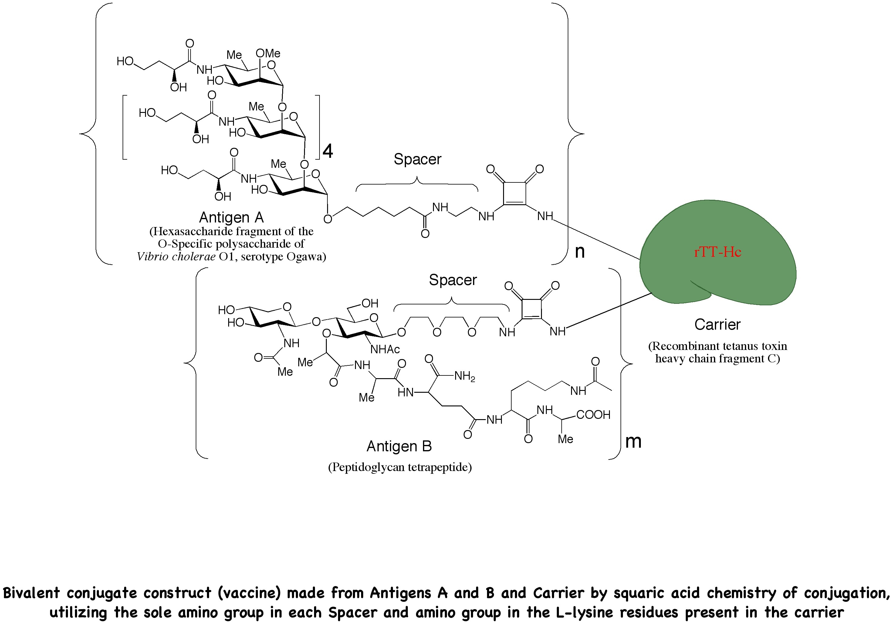 Photo of Multivalent conjugate (Multivalent)