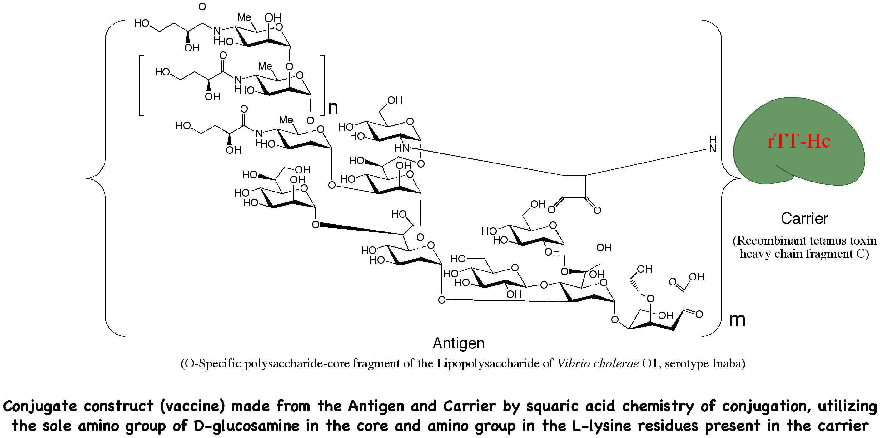 Photo of O-PS-core-rTT-Hc conjugate (O-PS-core-rTT-Hc)