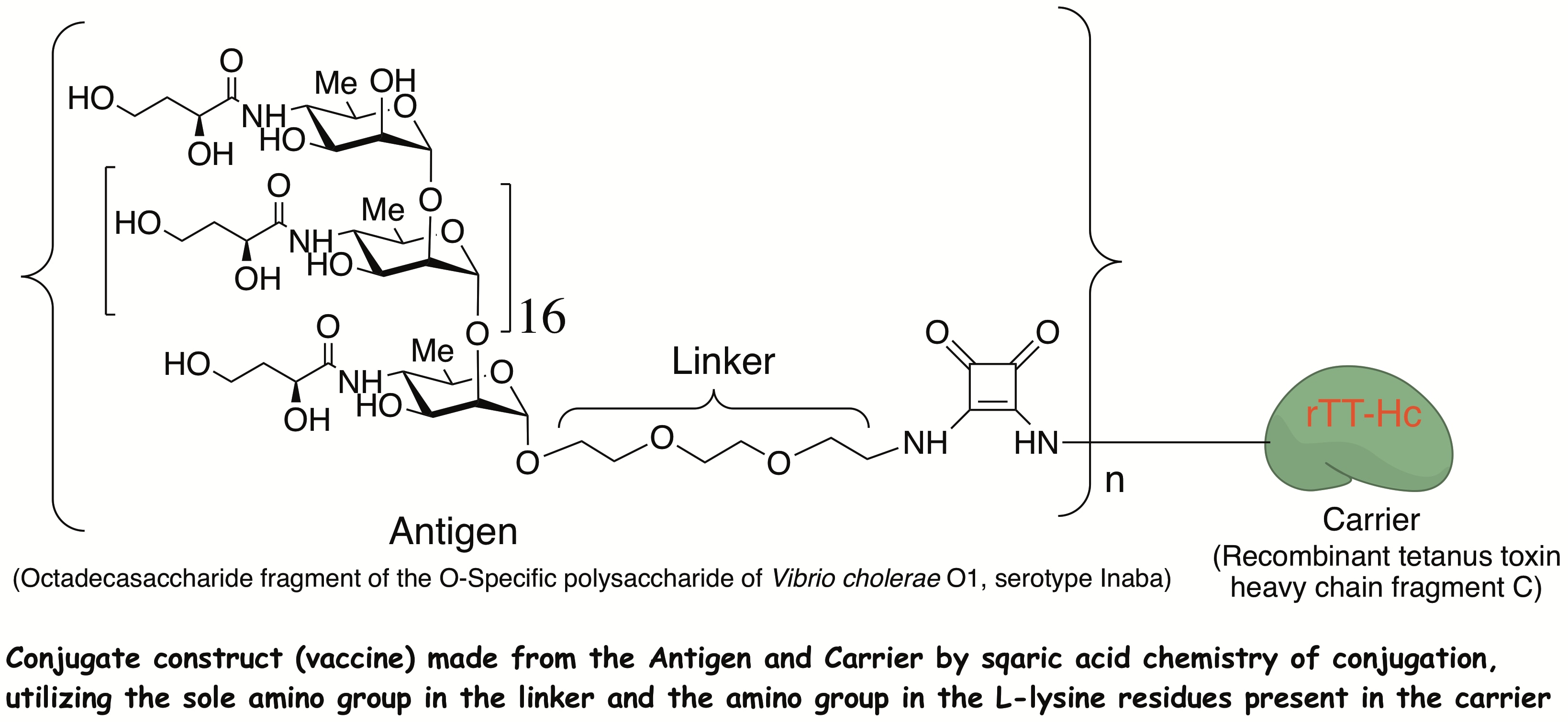 Octadecasaccharide Conjugate (Octadeca-rTT-Hc).