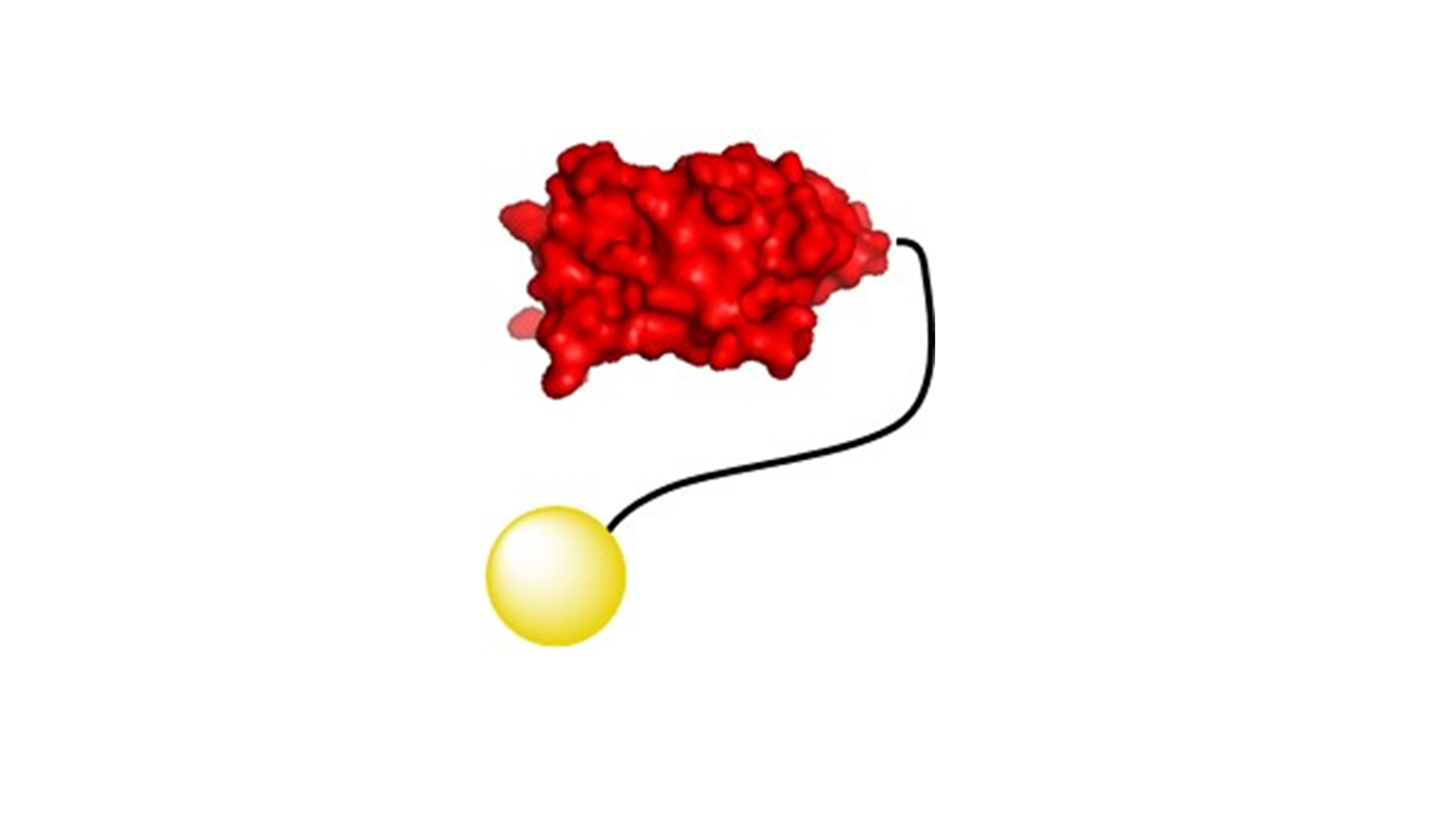 Diagram of Nanobody structure