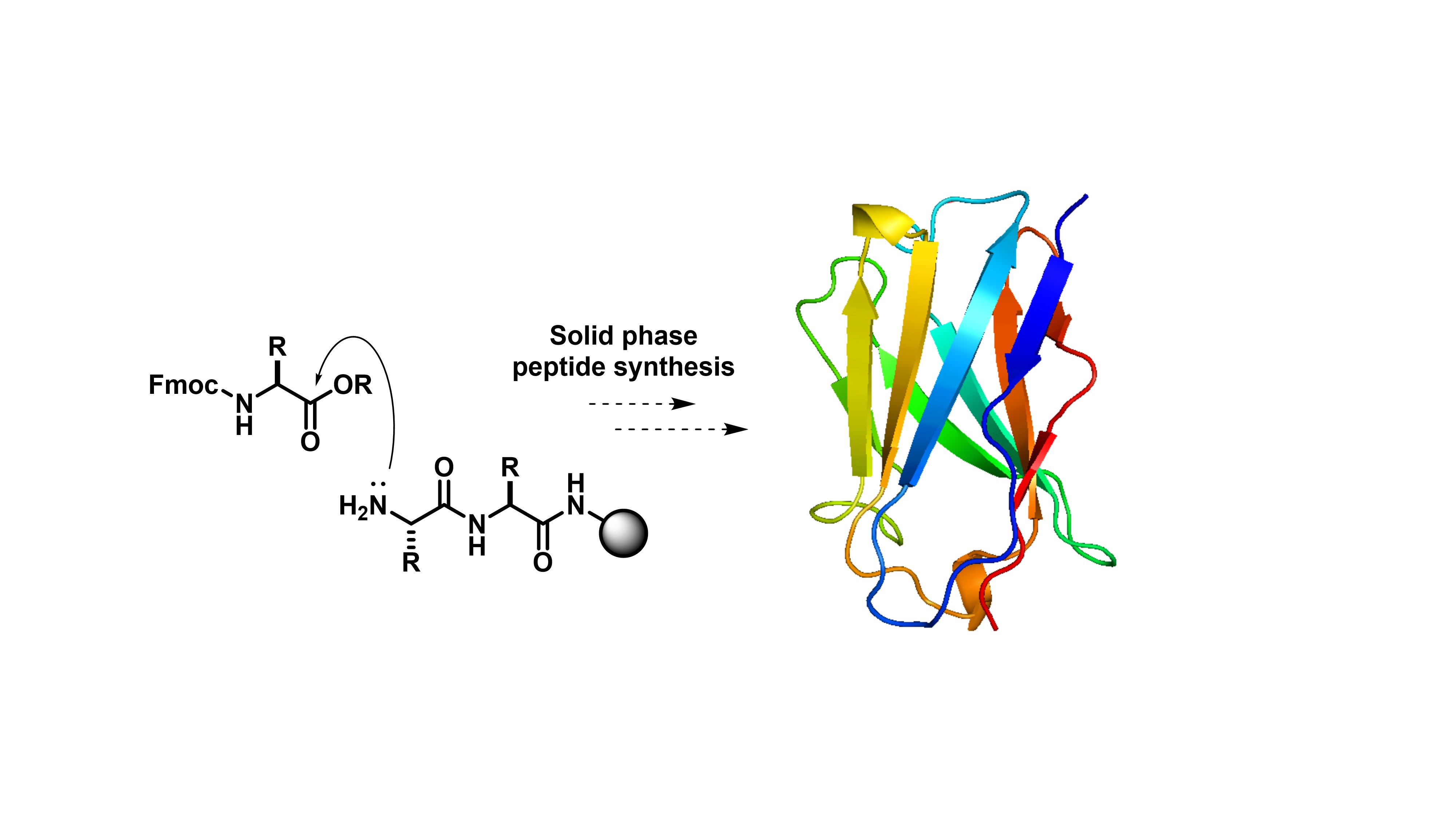 Diagram of Solid phase peptide synthesis