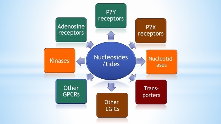 Applications of nucleosides and nucleotides studied in the Molecular Recognition Section