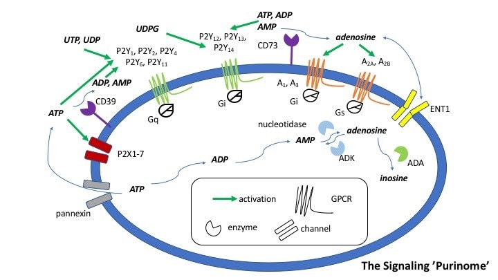 Purinergic signaling pathways diagram.
