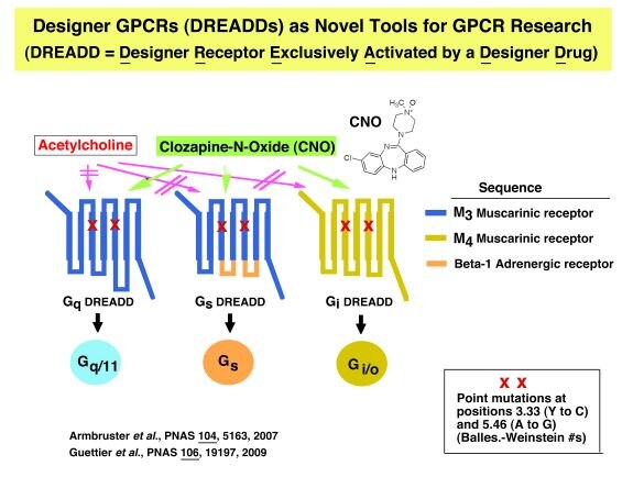 Chart of Novel designer GPCRs to probe GPCR function in vivo.